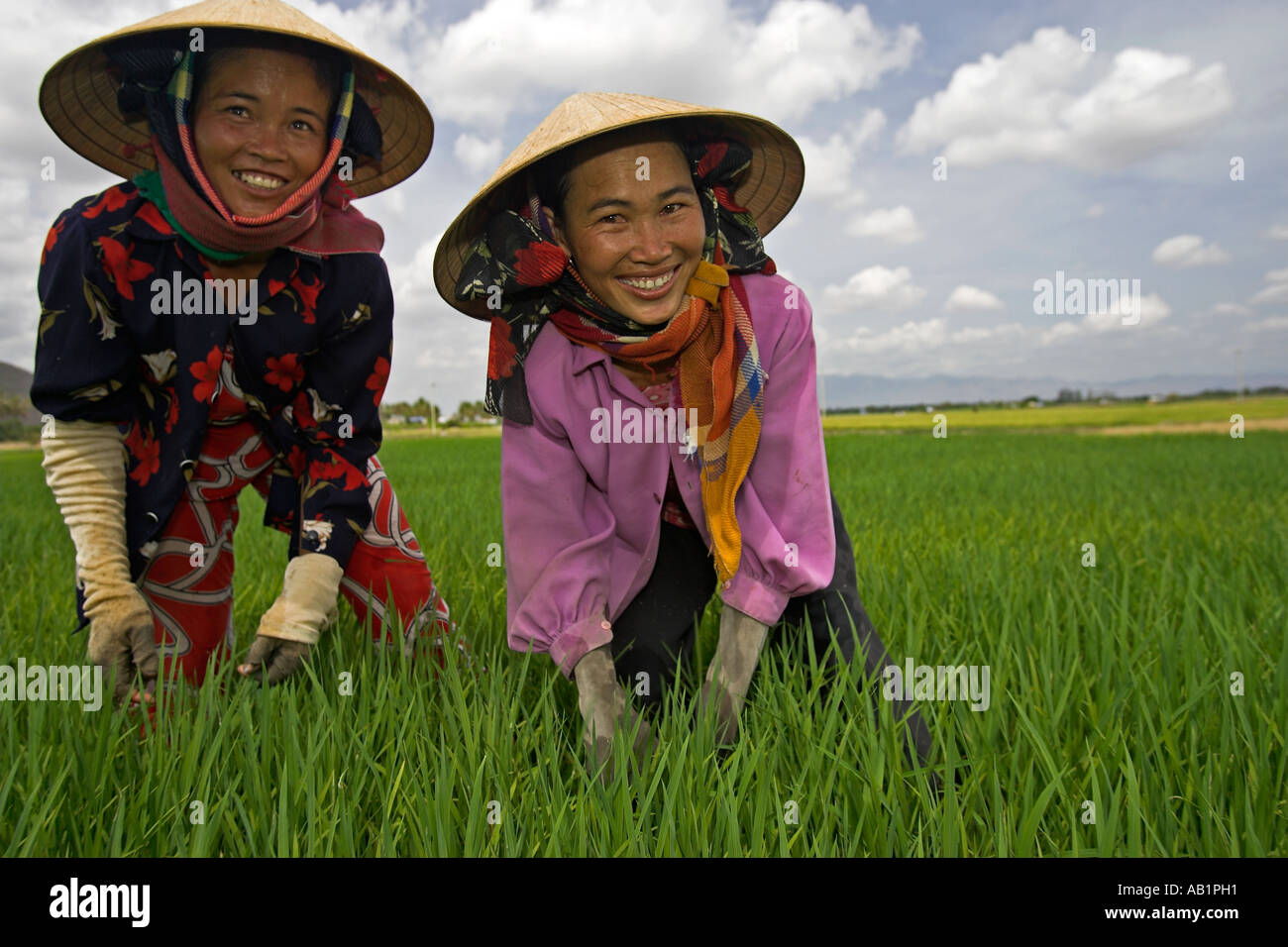Les femmes au travail, chapeaux coniques en rizière Vietnam Photo Stock -  Alamy