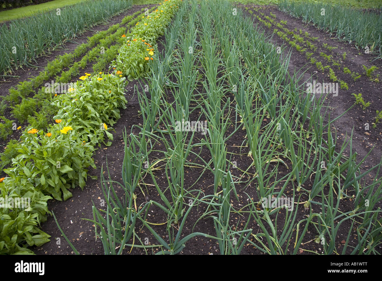 L'Oignon potager en lignes Banque D'Images