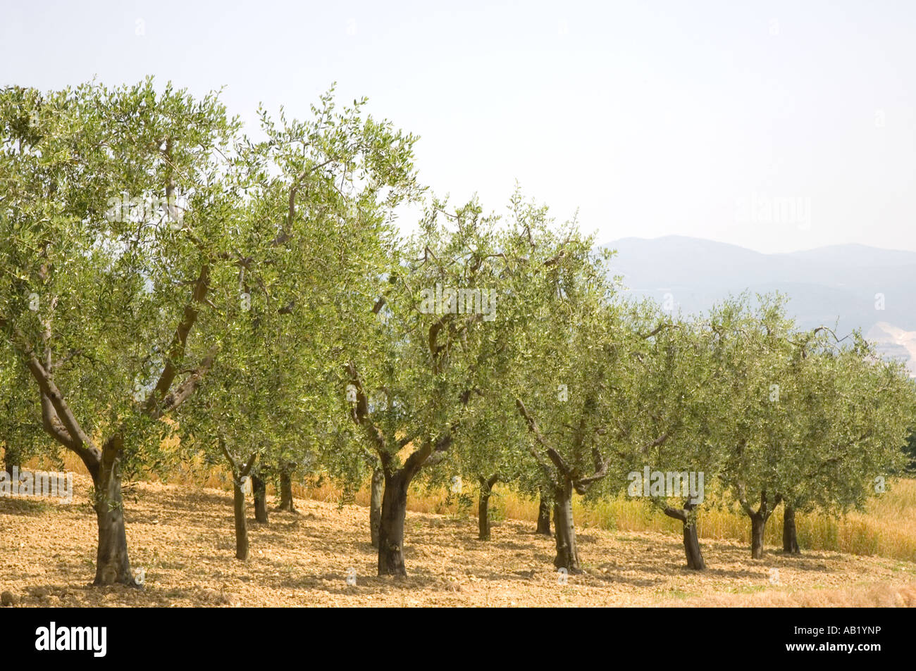 Juillet campagne agricole toscane des arbres  terres agricoles cultivées avec des rangées d'oliviers anciens arbres en Toscane, Italie, Méditerranée, Europe Banque D'Images