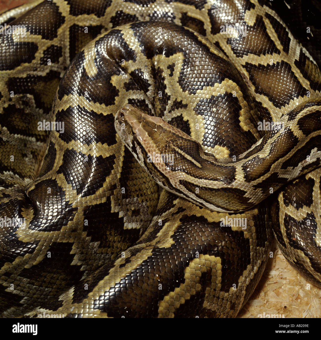 Tapis ou python diamant Banque de photographies et d’images à haute ...