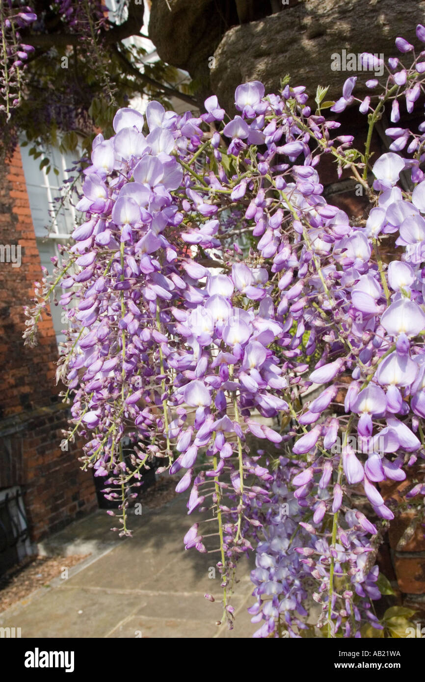 Sur Wisteria Hollytrees Museum de l'histoire sociale Colchester Essex UK Banque D'Images