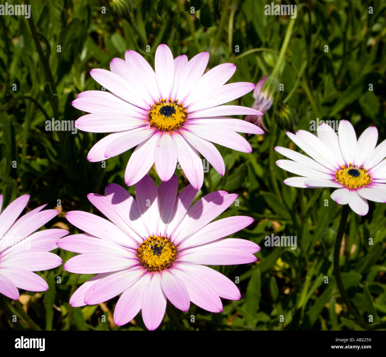 Ostéospermum Compositae Asteraceae fleur Daisy Africains Banque D'Images