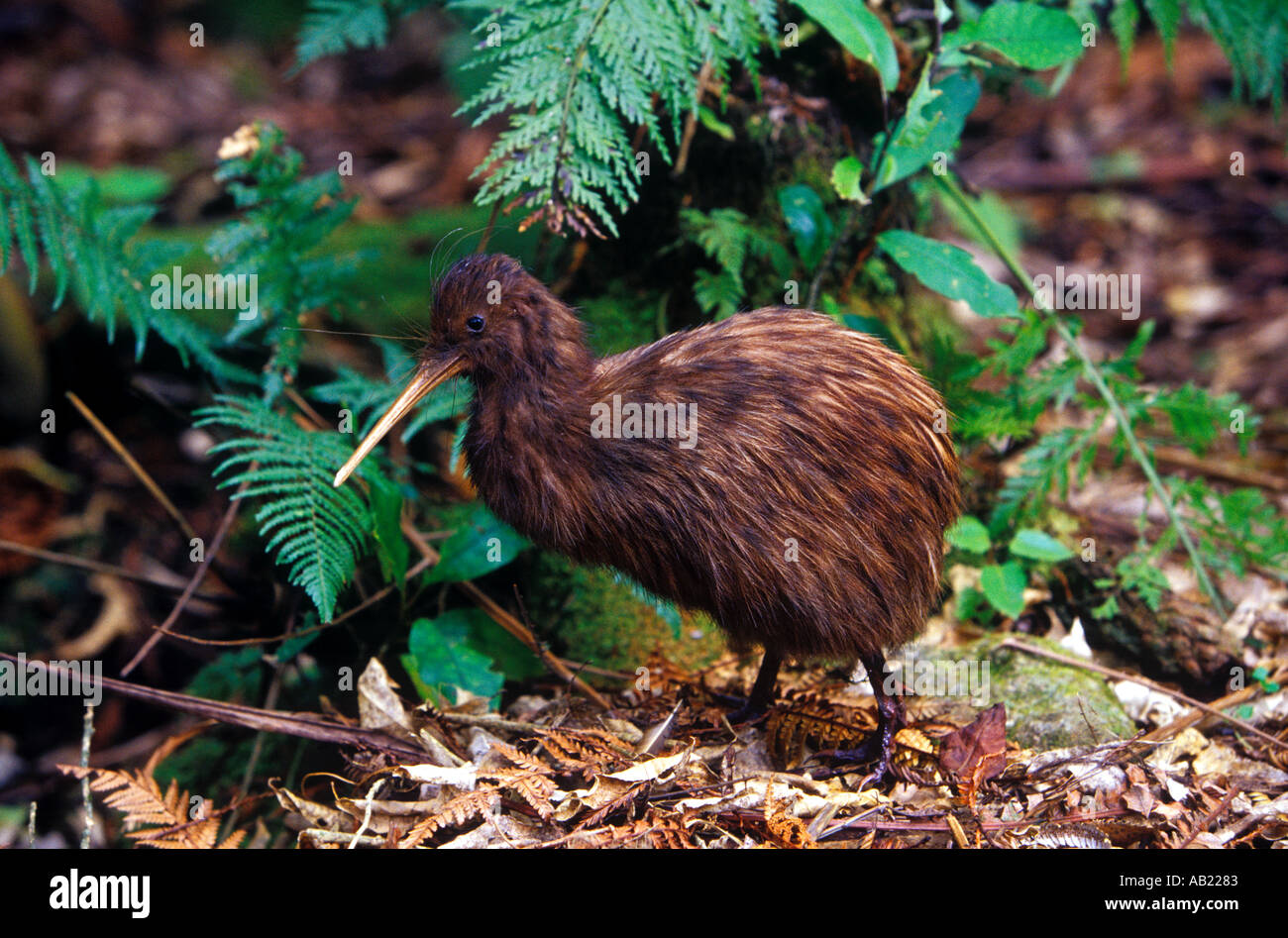 Kiwi de voler d'oiseaux de la Nouvelle-Zélande Banque D'Images