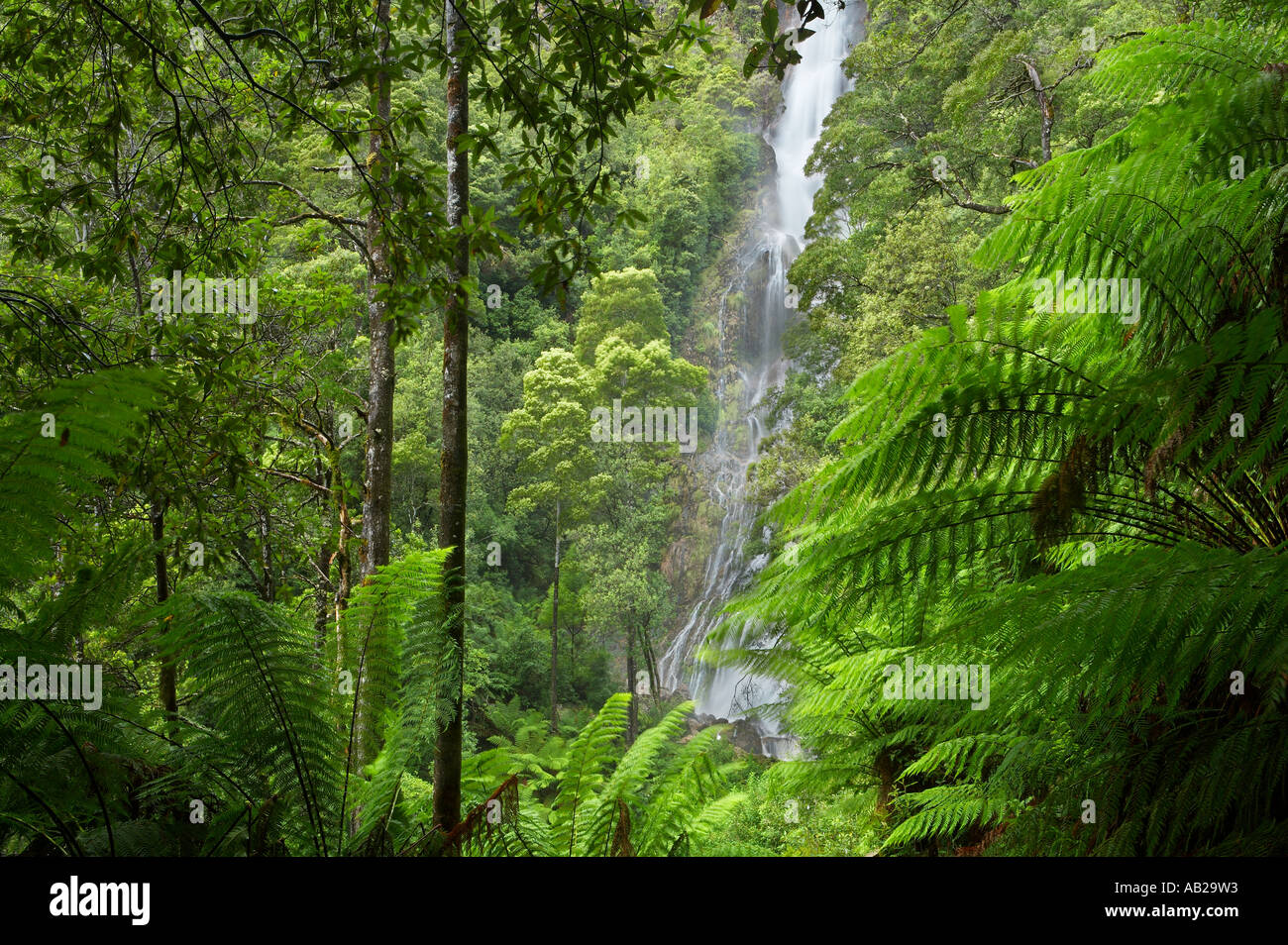 Montezuma Falls une cascade de forêt pluviale tempérée nr Rosebery Région de l'ouest de la Tasmanie en Australie Banque D'Images