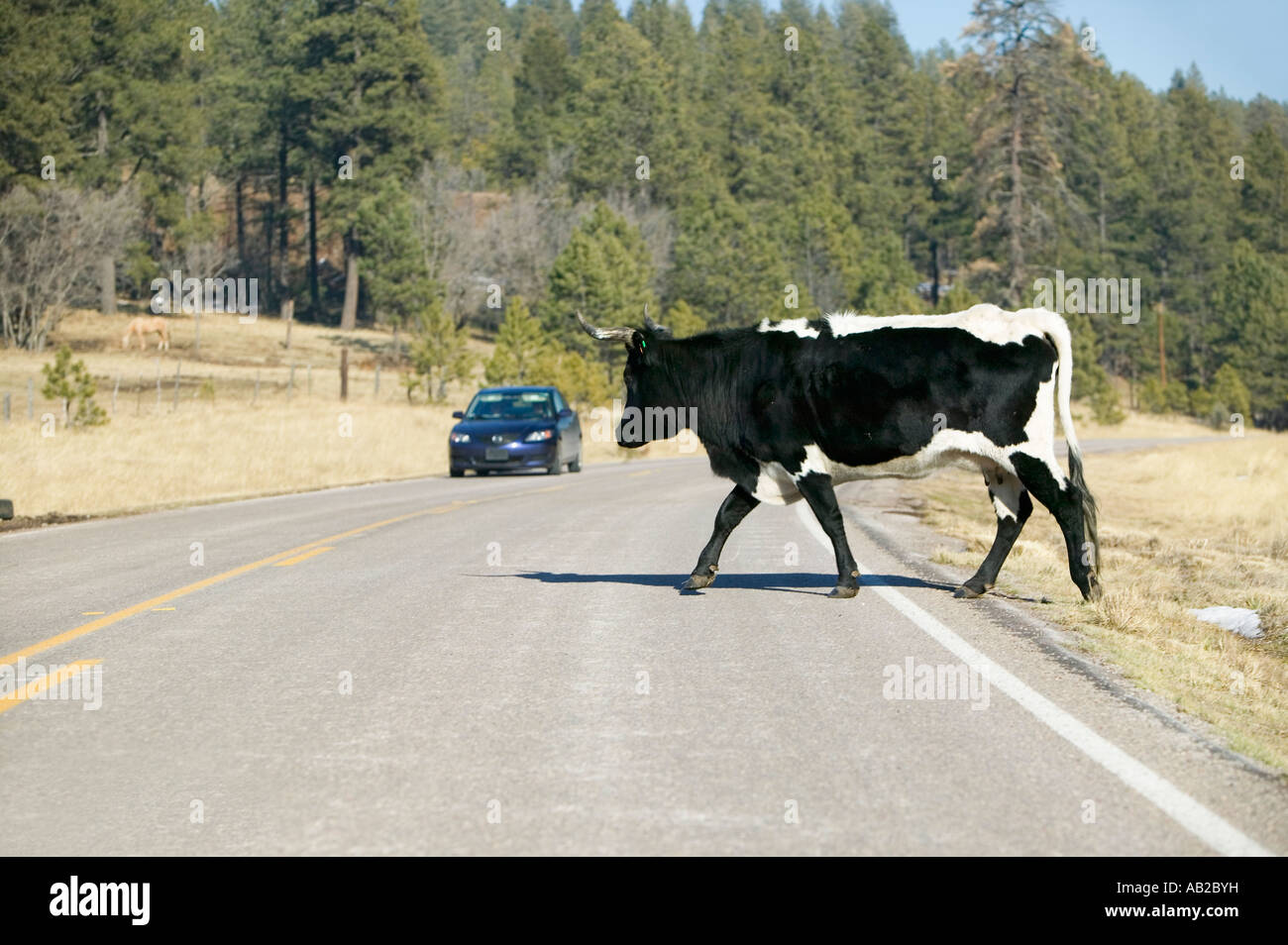 Voiture s'arrête pour grand mâle traversant l'autoroute dans la gamme ouverte de la réserve indienne apache Mescalero Nouveau Mexique Banque D'Images