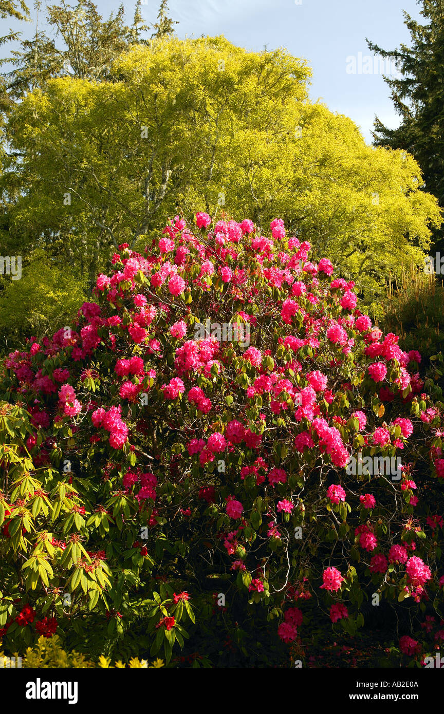 Jardins de Shore Acres State Park Cape Arago Oregon Banque D'Images