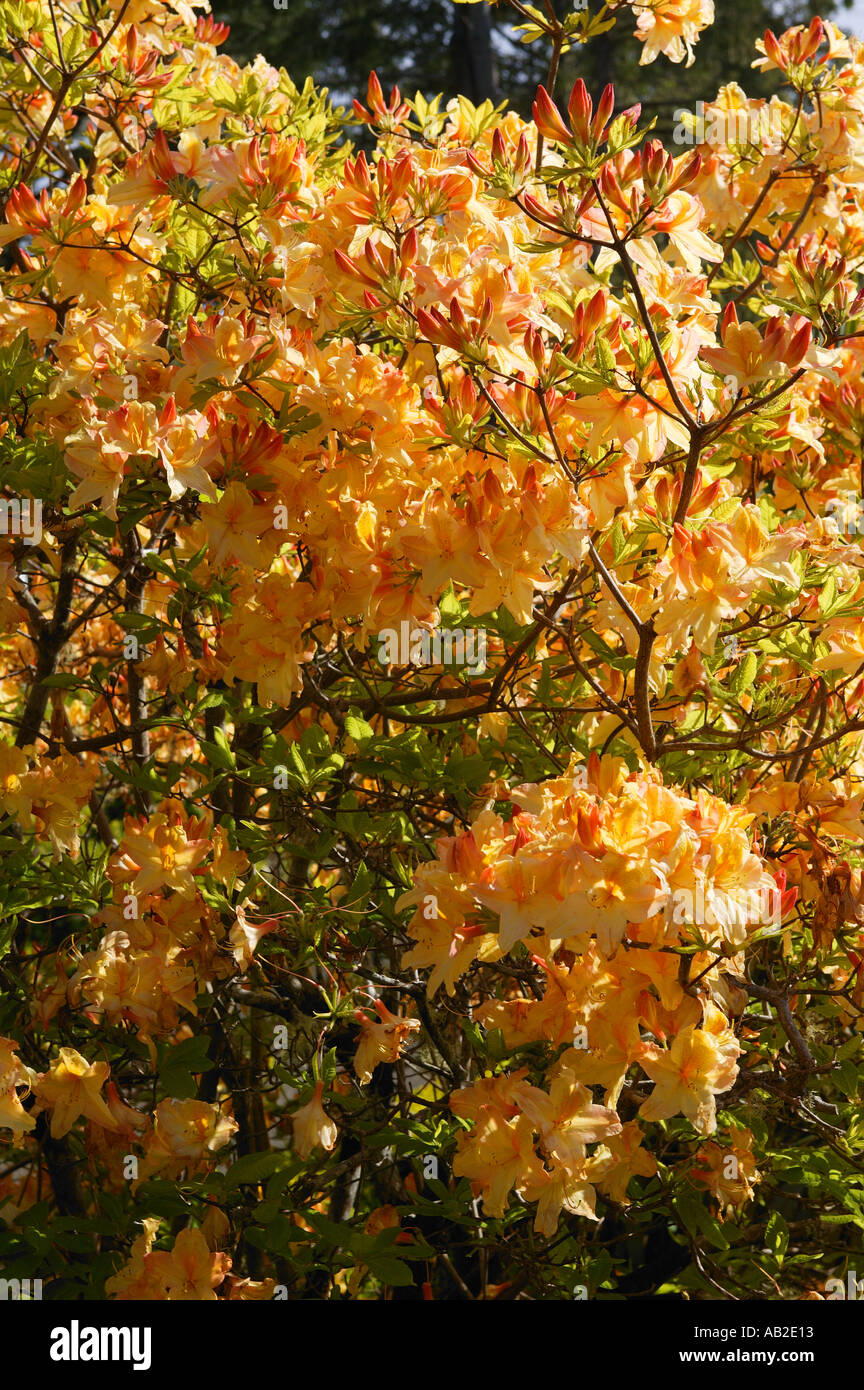 Jardins de Shore Acres State Park Cape Arago Oregon Banque D'Images