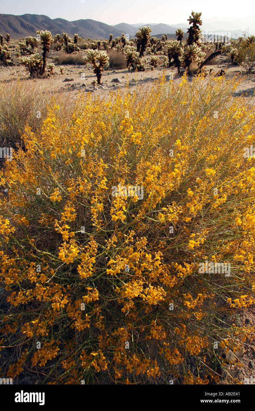 Cholla Cactus Cholla nounours Jardin Parc national de Joshua Tree en Californie Banque D'Images