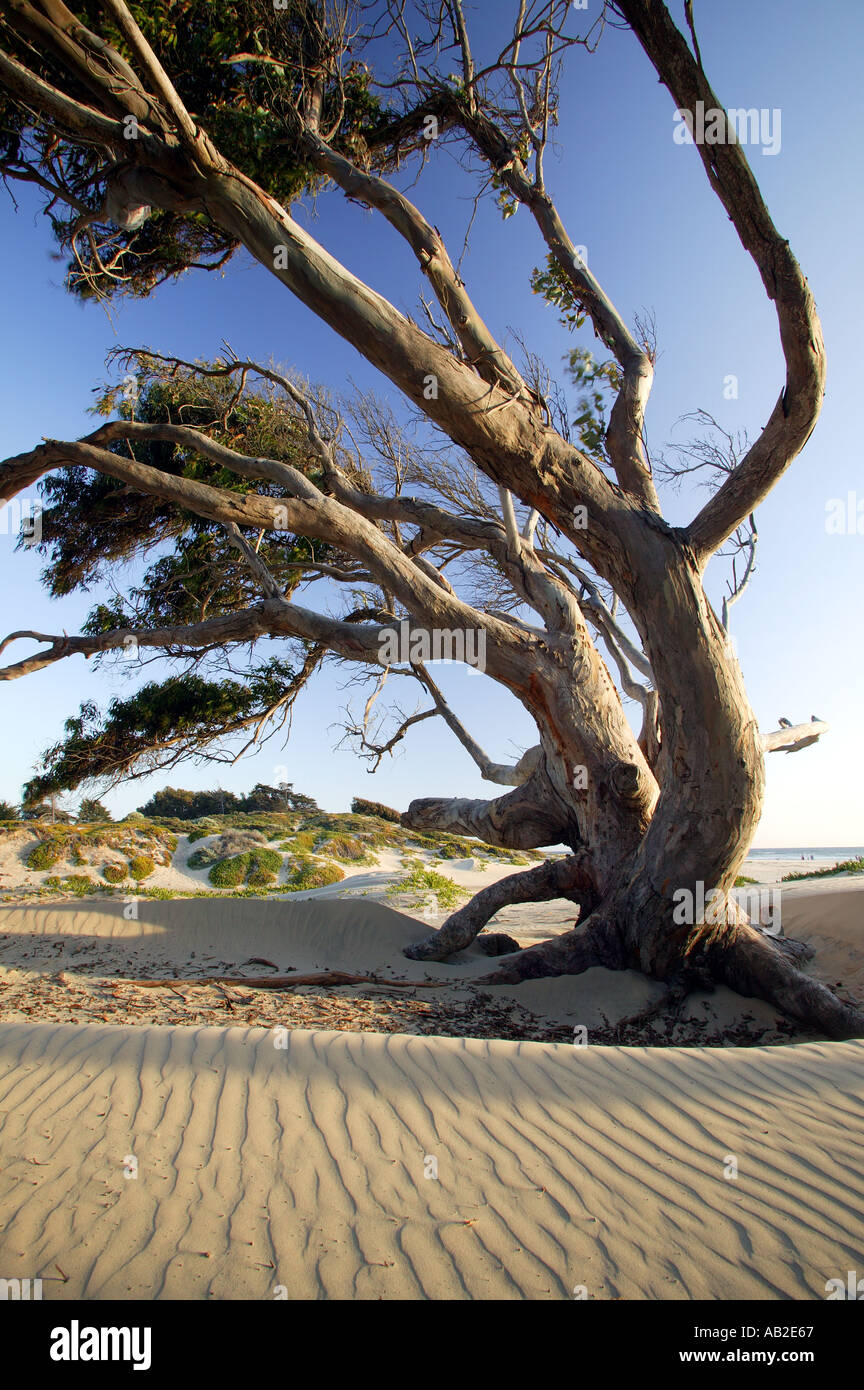 Dunes de sable de la plage d'état de Pismo Pismo Beach en Californie Banque D'Images