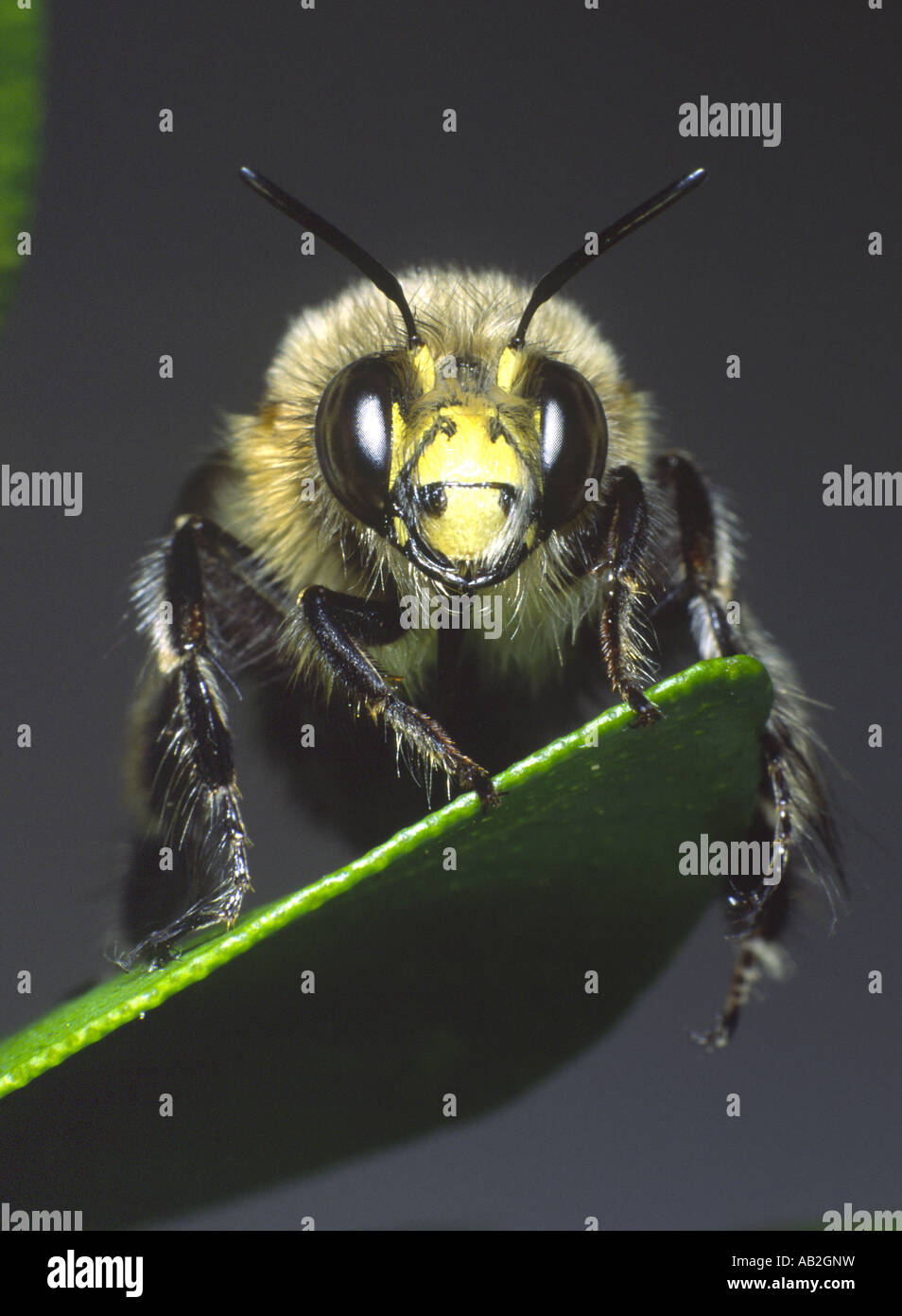 Putois poilu abeille fleur Banque D'Images
