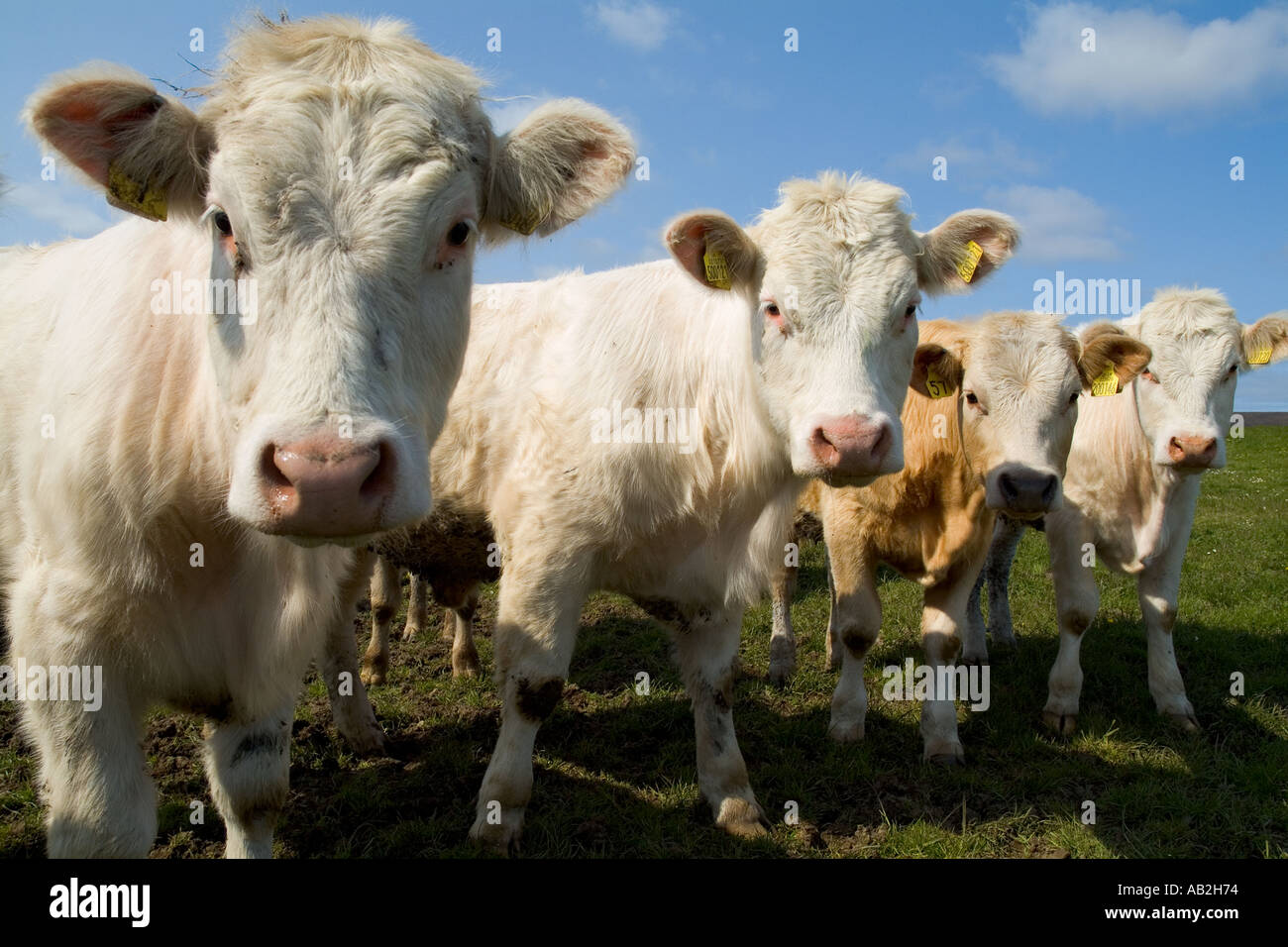 dh bovins bovins de boucherie UK British White jeunes veaux bovins troupeau de vaches gros plan visages royaume-uni agriculture orkney scottish Farm bys scotland Farming group Banque D'Images