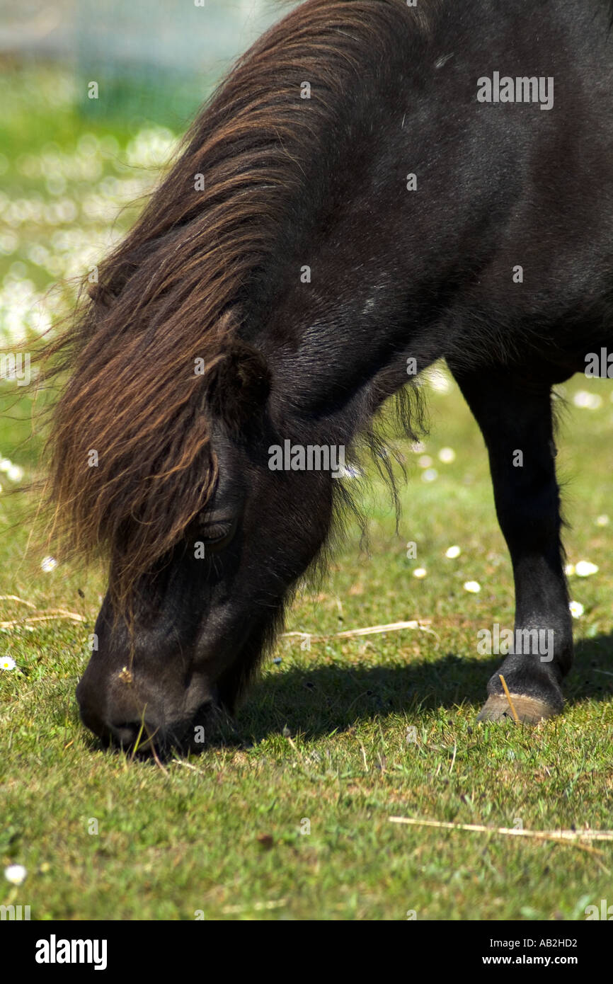 dh Shetland poney SHETLAND PONEY UK Black Shaggy shetland pacage pedigree race animale pure Banque D'Images