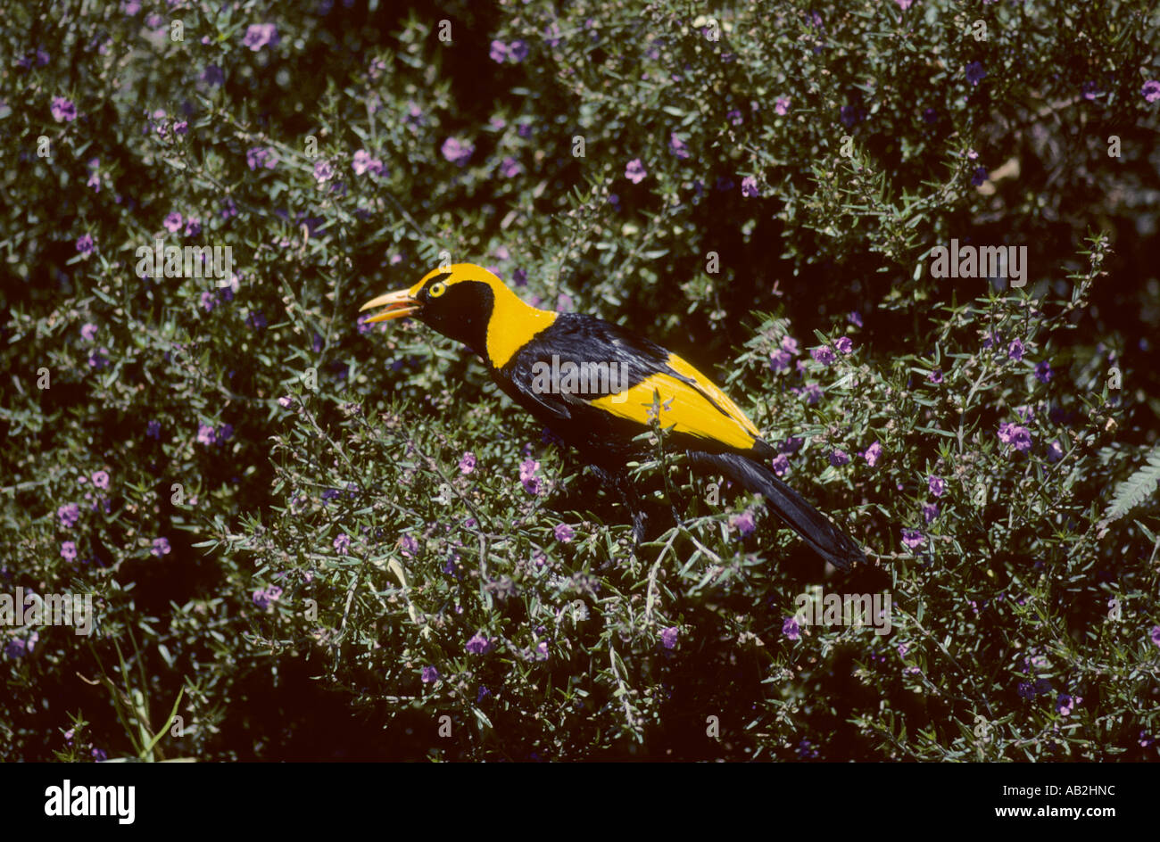 Oiseau Regent Sericulus chrysocephalus Queensland Australie Banque D'Images