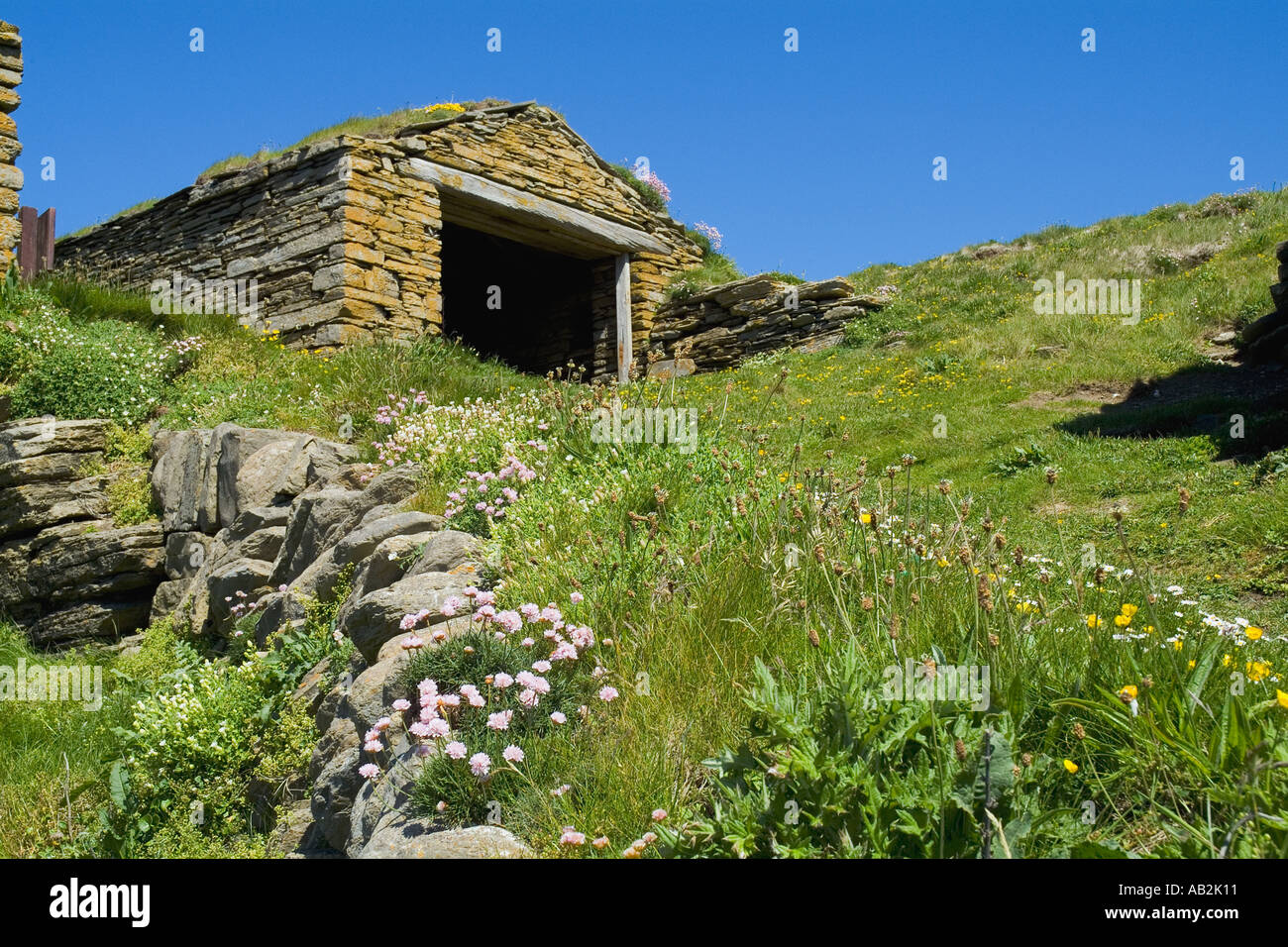 Sable dh Geo BIRSAY ORKNEY Fishermens abris et rampe de bateau Sea Thrift Armeria maritima rose Banque D'Images