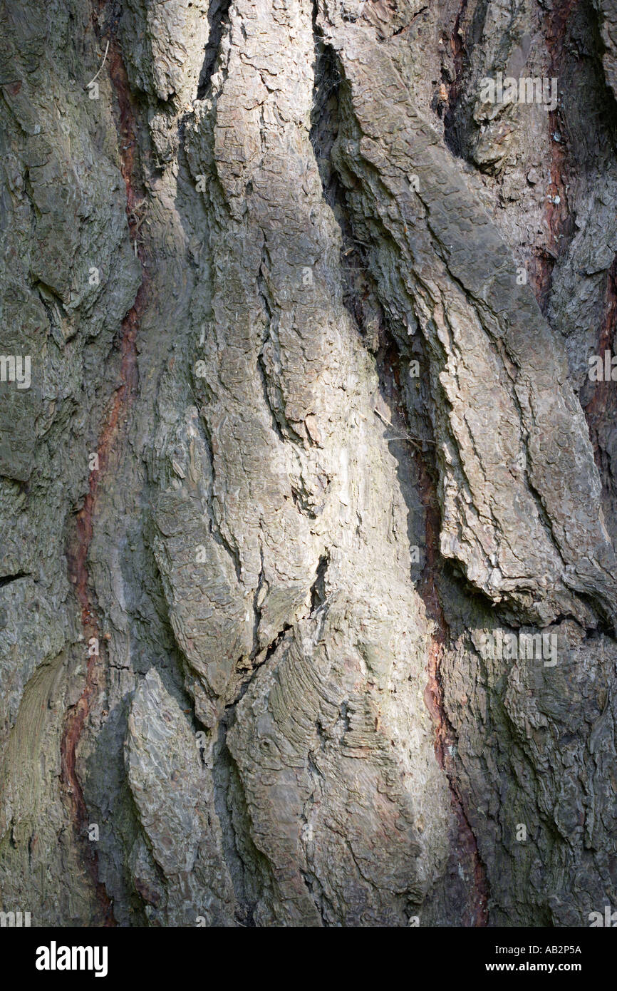 L'écorce des arbres fond texturé avec sap Banque D'Images