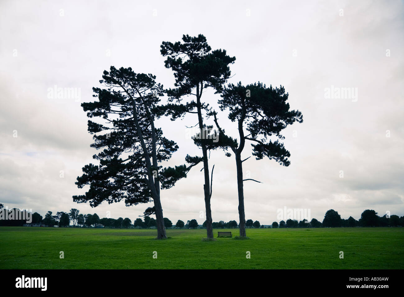 Pins et banc sur Durdham vers le bas Bristol Angleterre Banque D'Images