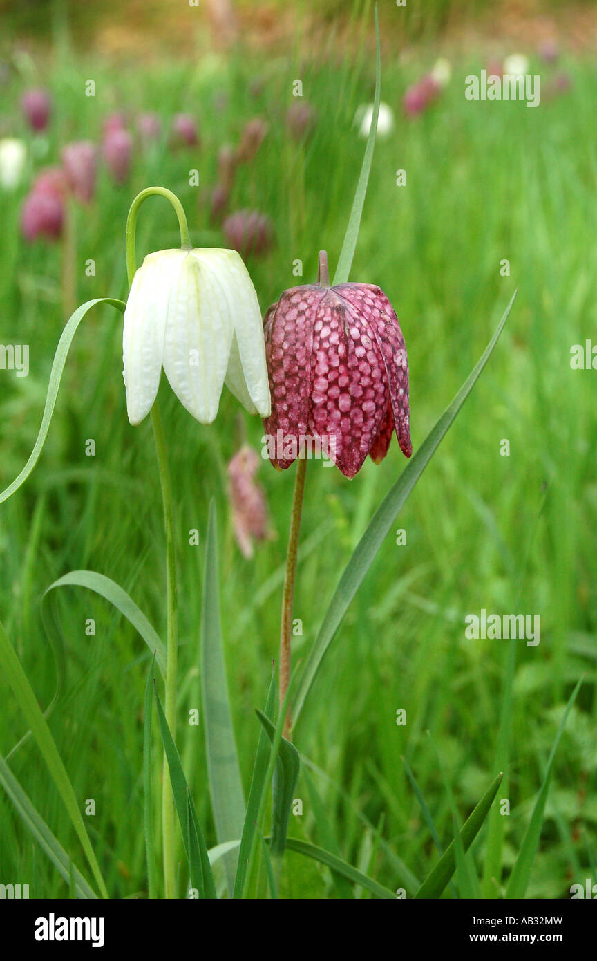 Serpents Head Fritillary Banque D'Images