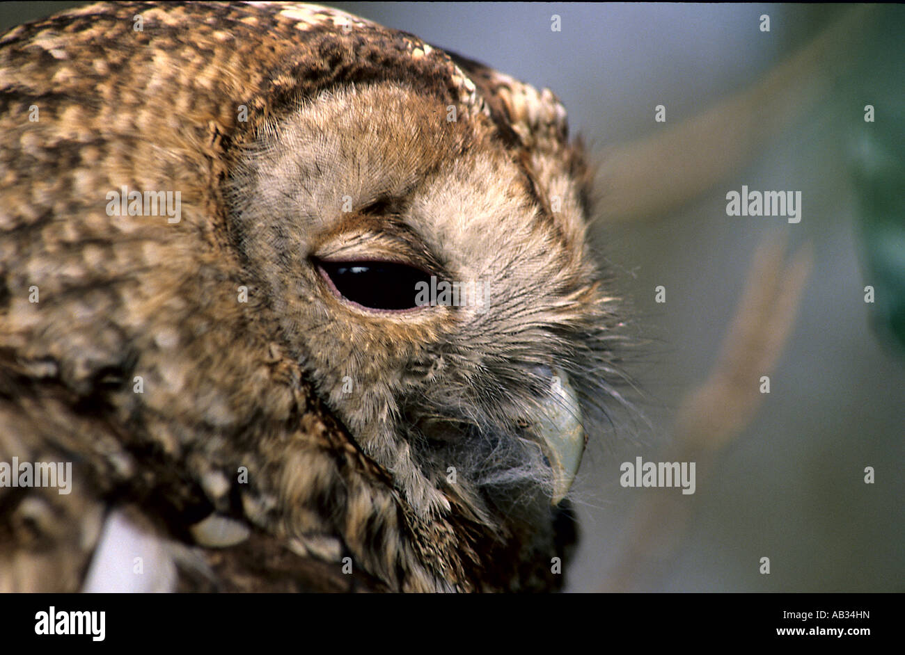 Chouette hulotte Strix Aluco enr sylvatica souvent appelé le hibou en bois indigène de UK se nourrit de petits mammifères oiseaux et insectes Banque D'Images