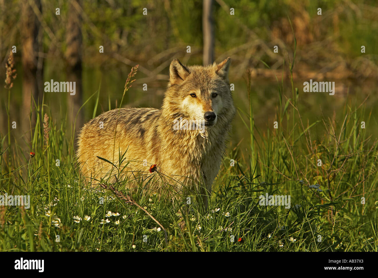 Loup gris Canis lupus Pine Comté Minnesota USA Banque D'Images