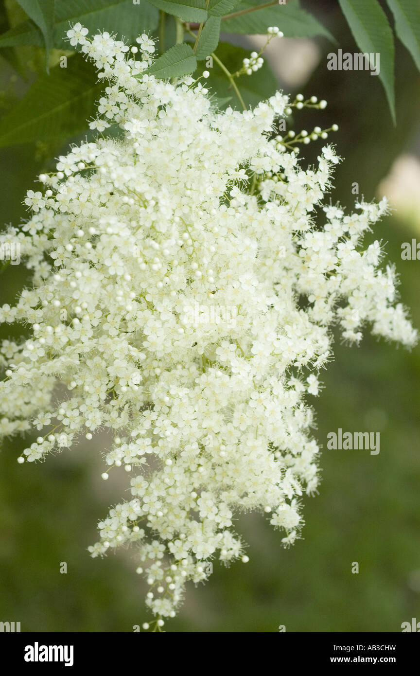 Fleurs blanches de Cachemire fausse Spirea - Rosaceae - Sorbus tomentosa, Himalaya Banque D'Images