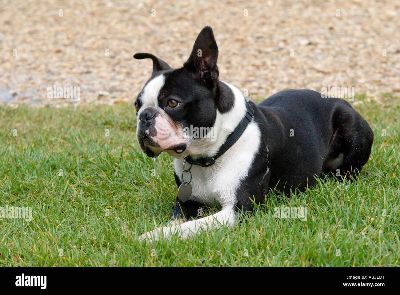 Boston Terrier Banque D'Images