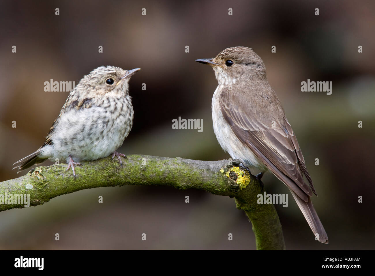 Spotted Flycatcher Muscicapa striata parent et jeune oiseau perché sur une branche à Nice avec alerte hors focus contexte Banque D'Images
