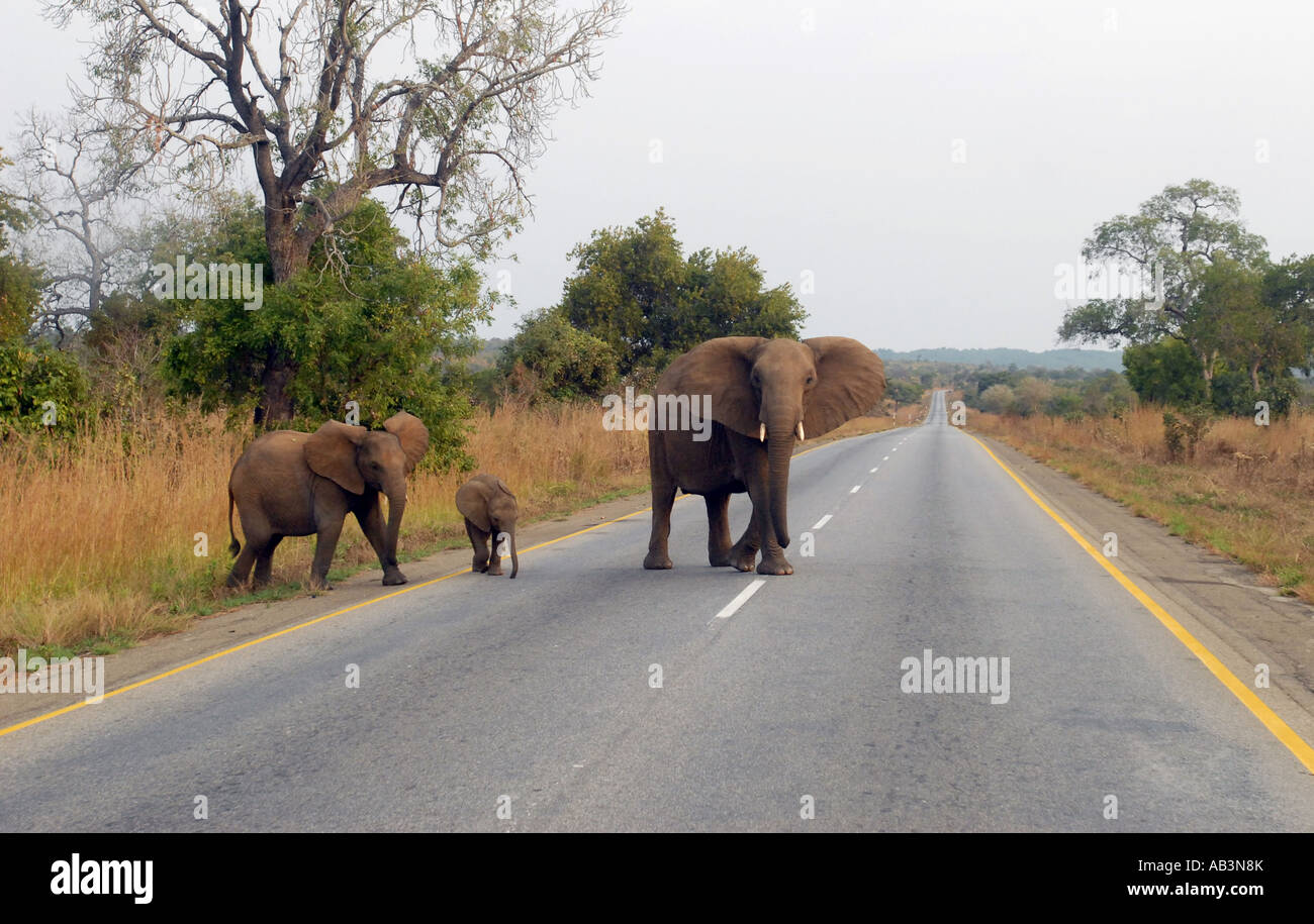 Traverser la route de l'éléphant dans le Parc National de Mikumi, Tanzanie Banque D'Images