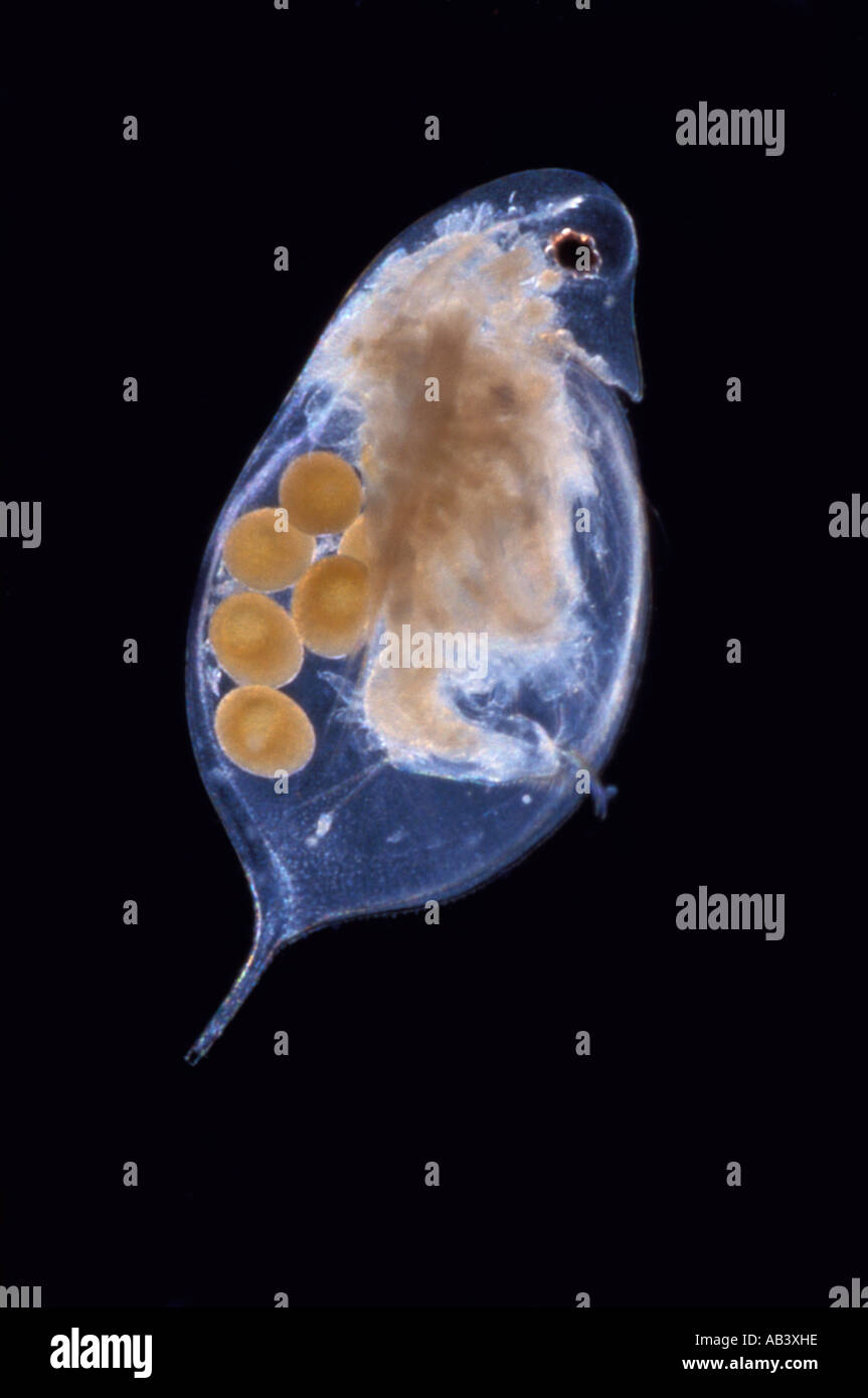 Daphnia species Banque de photographies et d’images à haute résolution — free download