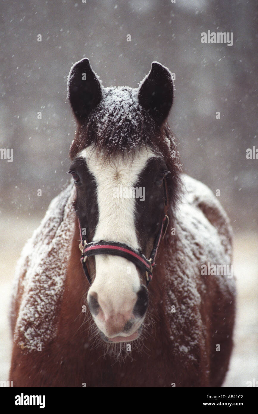 Cheval avec la neige qui tombe, New York Banque D'Images