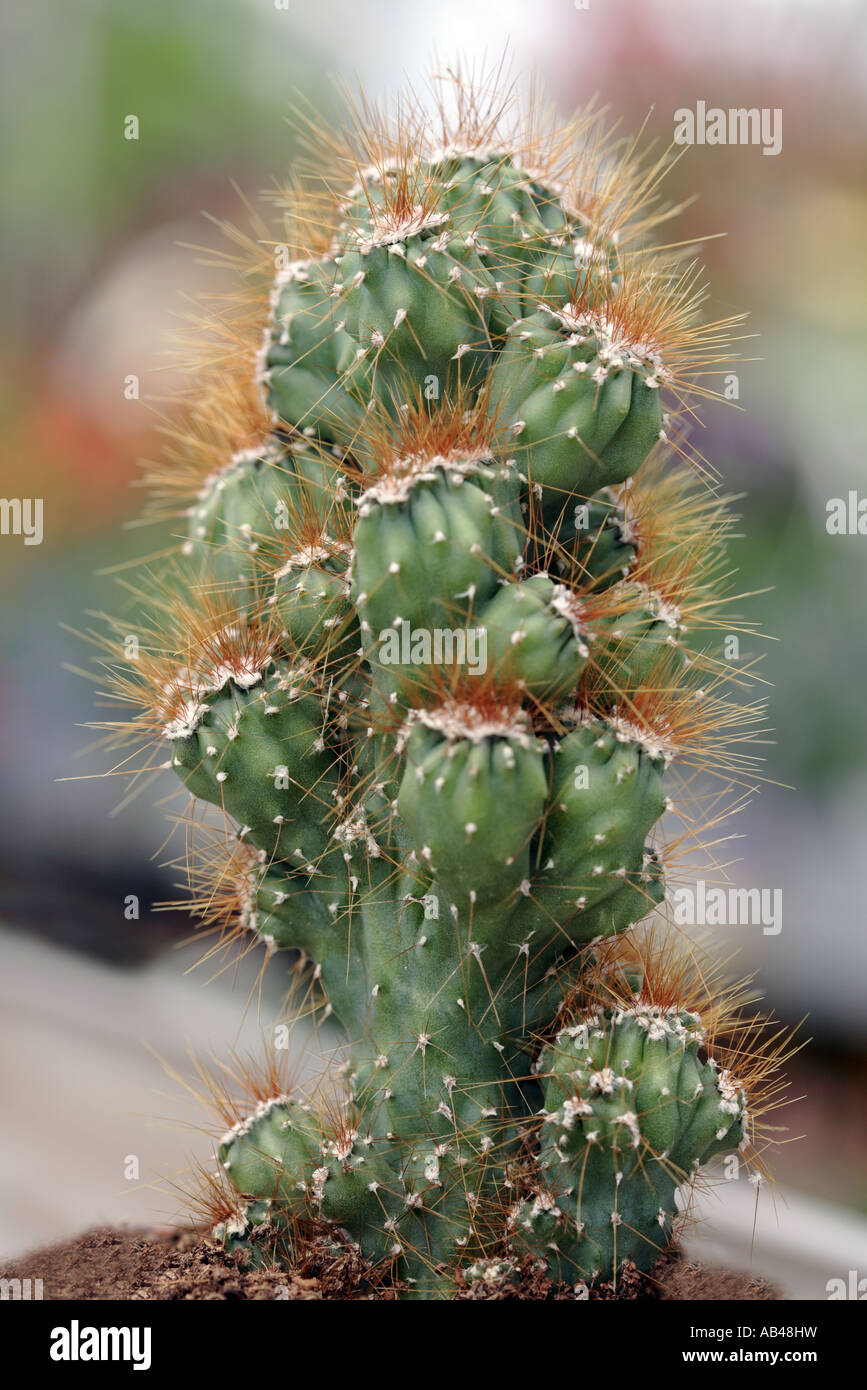 Cereus peruvianus monstrosus de cactus (usine de curiosité ou Torche péruvienne) Banque D'Images