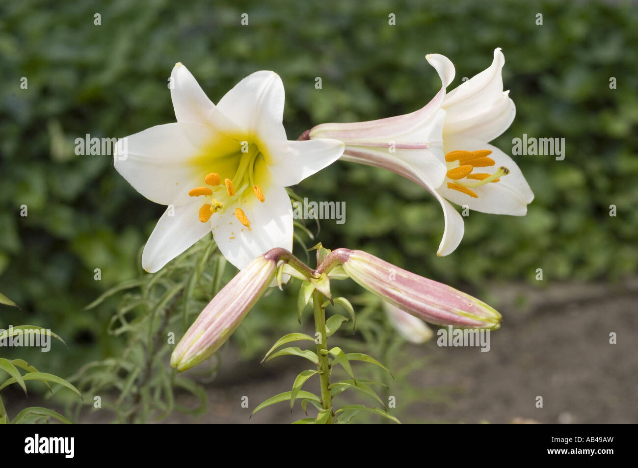 Blanc jaune printemps fleurs de lys Royal - Liliaceae - Lilium regale,  ouest de la Chine Photo Stock - Alamy