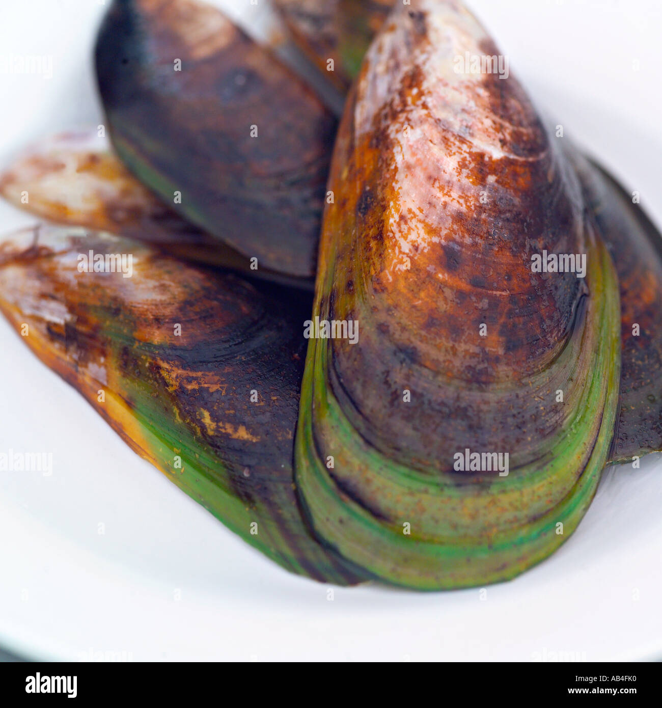 Moules à lèvres vertes, Havelock, Nouvelle-Zélande ('lèvre verte zébrée capitale du monde'). Banque D'Images
