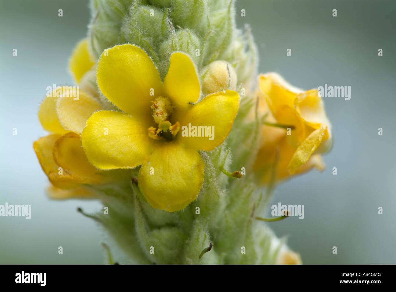 Molène commun -Verbascum thapsus- durant les mois d'été dans le New Hampshire USA Banque D'Images