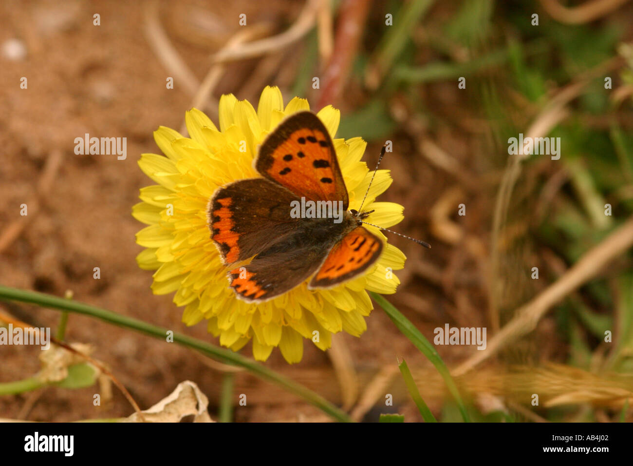 Petit papillon Lycaena phlaeas cuivre Banque D'Images