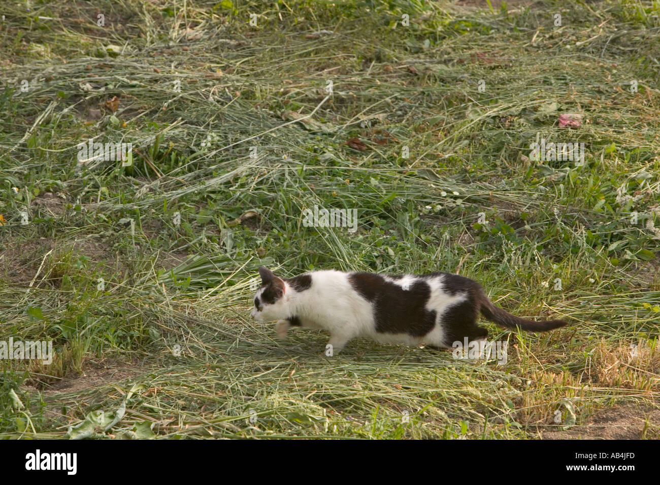 La chasse d'un chat dans une prairie foin fauché posada de Valdeon Picos de Europa en espagne Banque D'Images