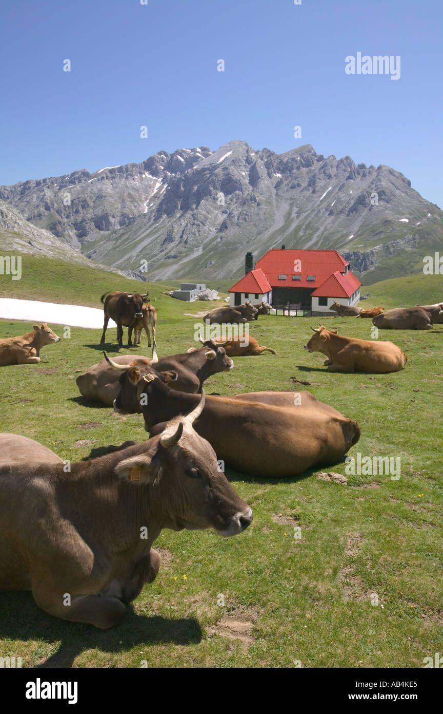 Ancien pavillon de chasse dans les montagnes Picos de Europa ci-dessous Pena Vieja avec des vaches sur leurs hauts pâturages d'été Banque D'Images