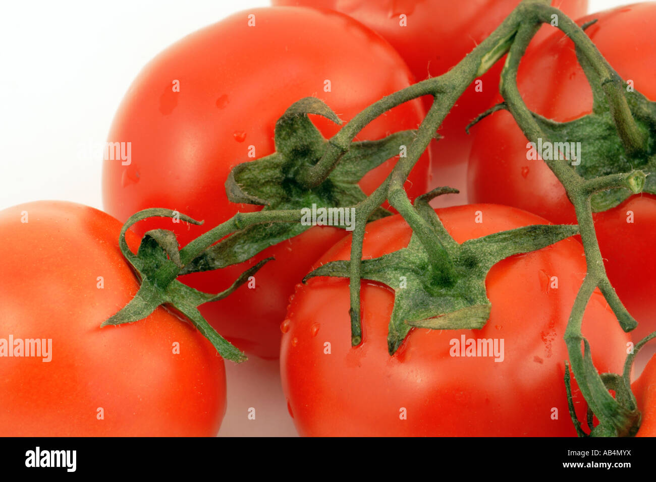 Gros plan de tomates rouges mûres sur la vigne avec des tiges vertes, sur fond blanc, Cagliari, Sardaigne, Italie. Banque D'Images