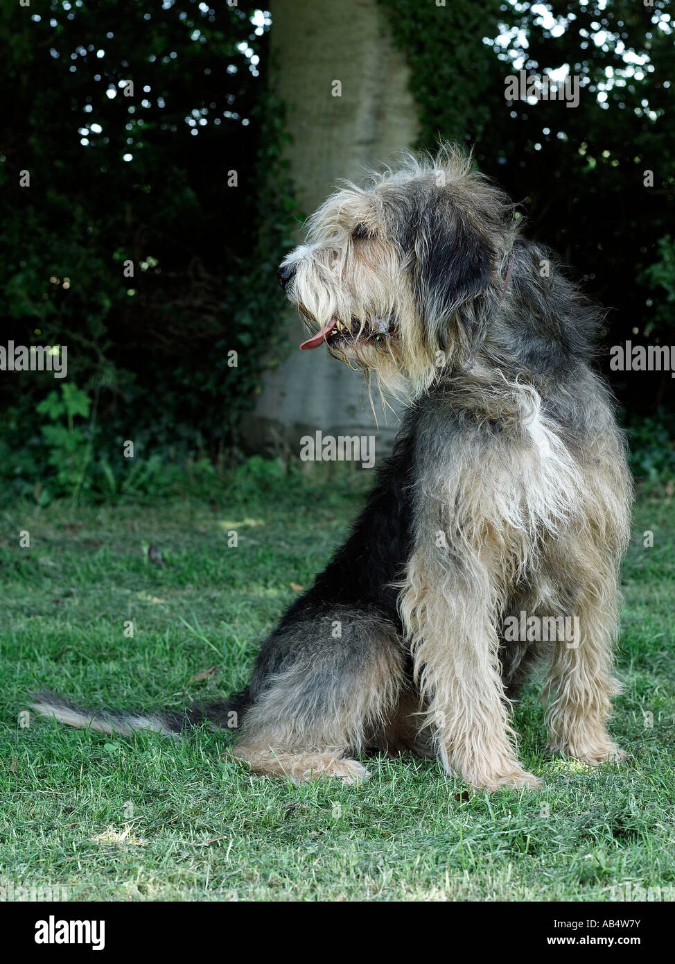 Un otterhound assis sur l'herbe. Banque D'Images