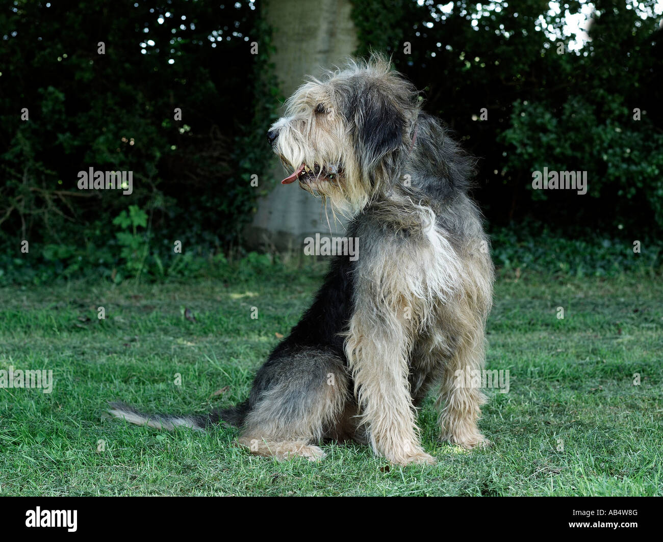 Un otterhound debout dans l'herbe. Banque D'Images