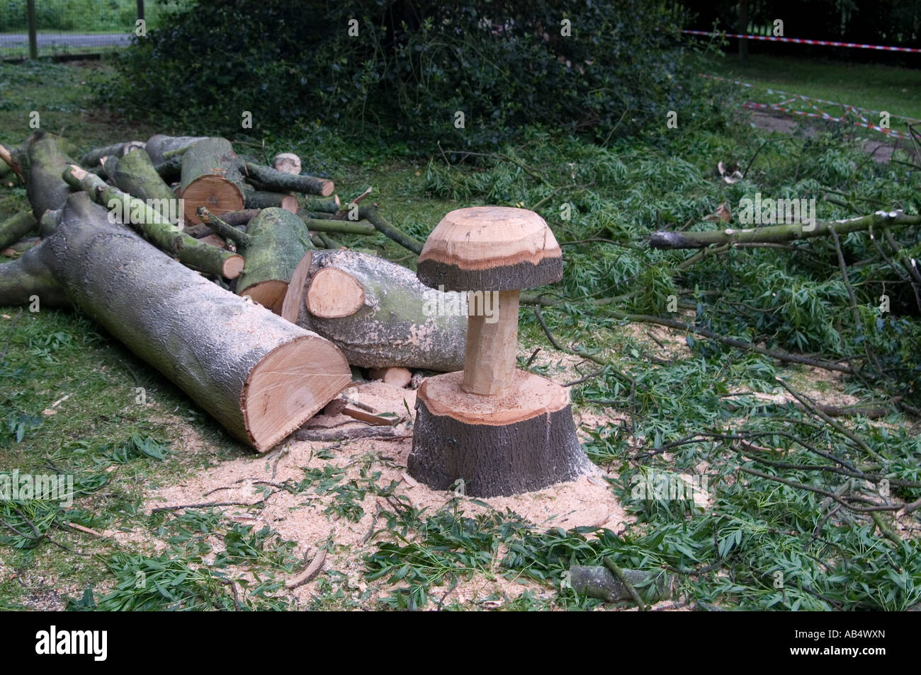 Tabouret en bois d'arbre coupé Banque D'Images