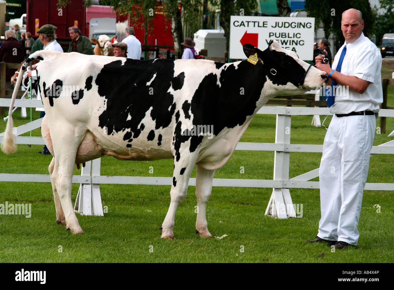 Bovins primés étant jugé lors d'une foire agricole du Suffolk, UK Banque D'Images