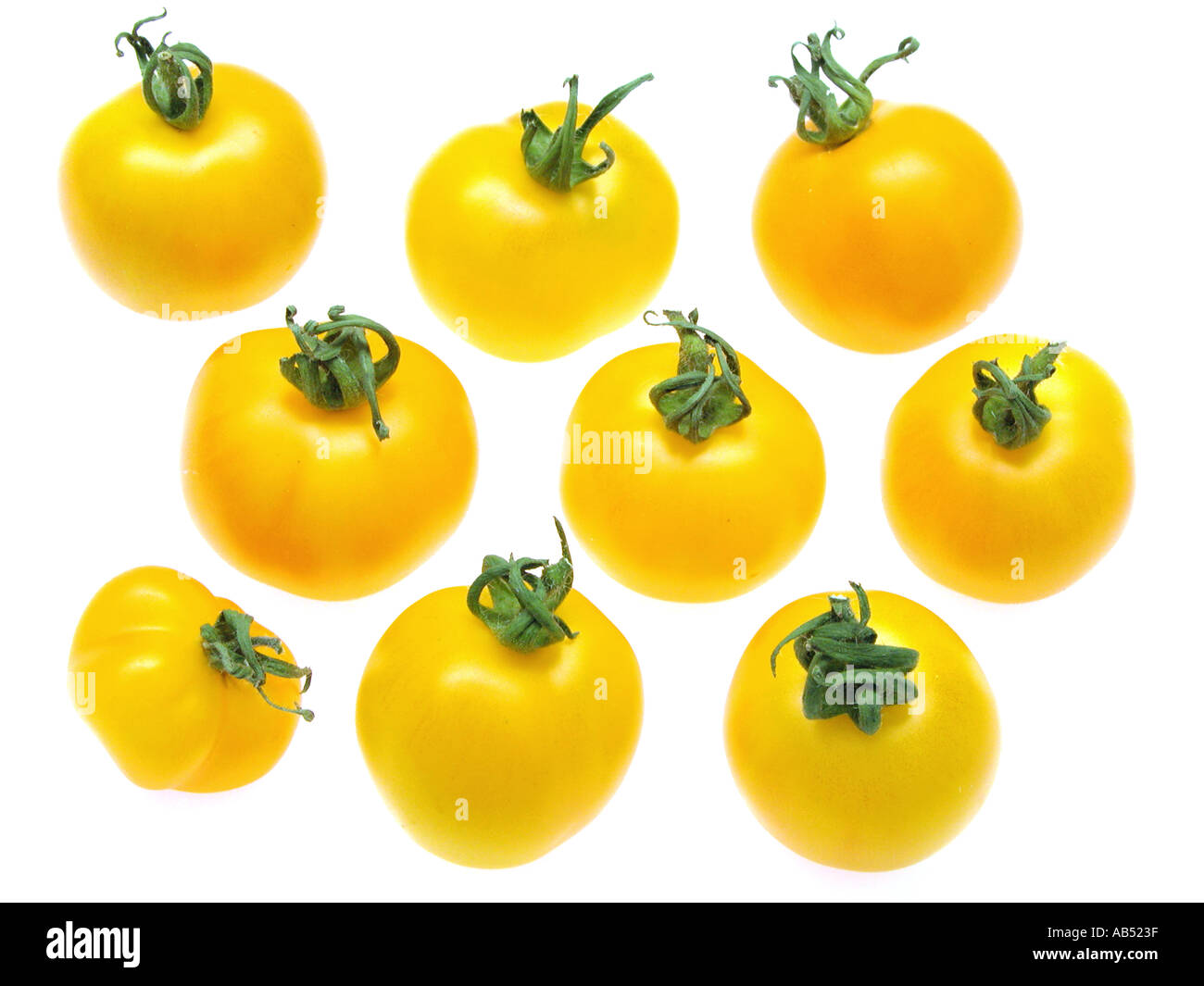 Tomates jaunes golden Glow soleil soleil Banque D'Images