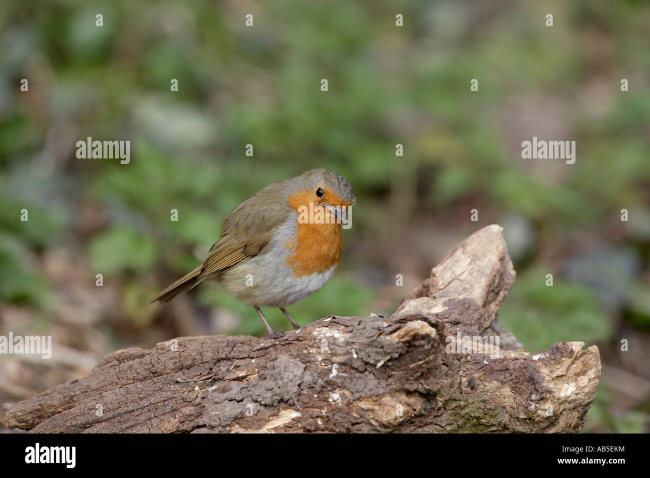 Red robin Banque de photographies et d’images à haute résolution - Alamy