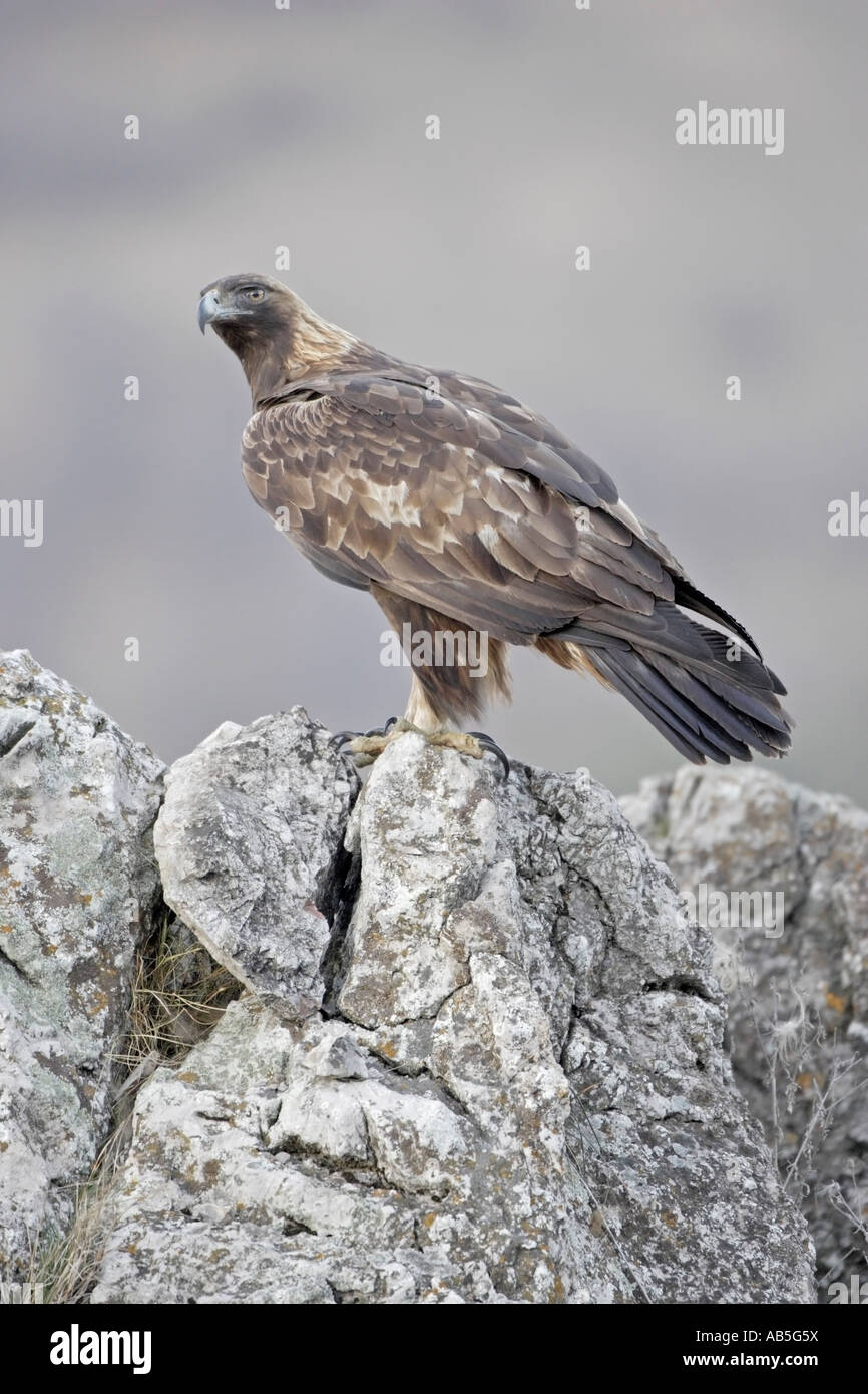 Golden Eagle adultes perching on rocks Banque D'Images