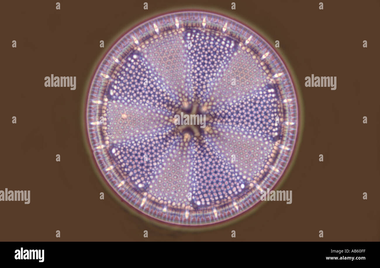Frustule Actinoptychus heliopelta contraste Anoptral de Banque D'Images Frustule Actinoptychus heliopelta contraste Anoptral de Banque D'Images