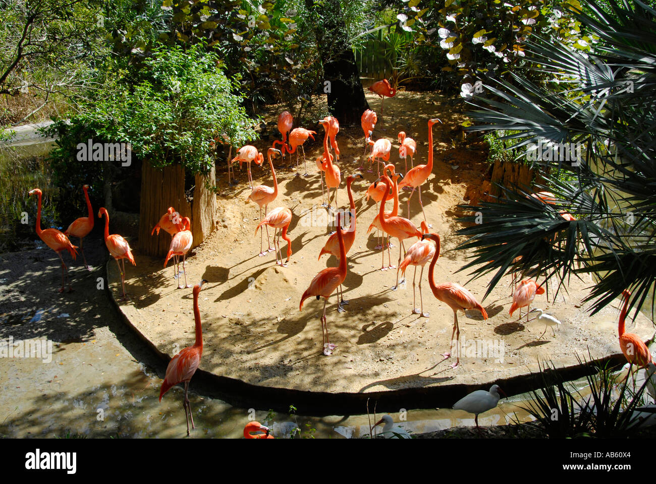 Flamant rose à Lowery Park Zoo Tampa Florida FL voté le numéro un zoo dans la United States Banque D'Images