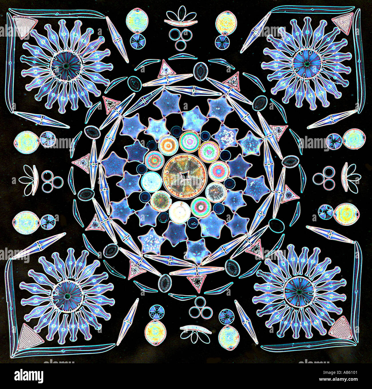 La disposition des 246 frustules de diatomées par Klaus Kemp 2002 1,5 mm Banque D'Images La disposition des 246 frustules de diatomées par Klaus Kemp 2002 1,5 mm Banque D'Images