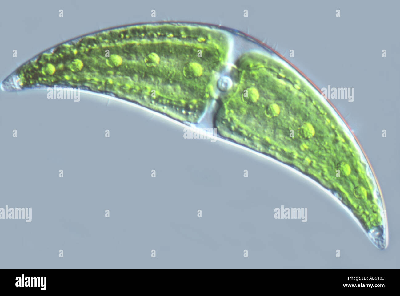 Le Desmid Closterium lunule Nomarski Vie Flash DIC Banque D'Images Le Desmid Closterium lunule Nomarski Vie Flash DIC Banque D'Images