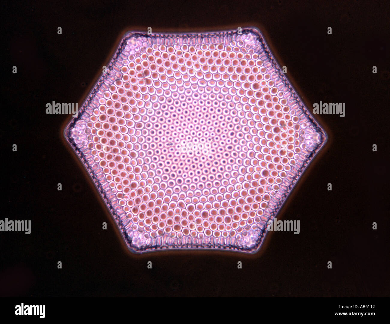 Frustule de la variété des coins 6 diatomées Triceratium favus triangulaire contraste Anoptral Banque D'Images Frustule de la variété des coins 6 diatomées Triceratium favus triangulaire contraste Anoptral Banque D'Images