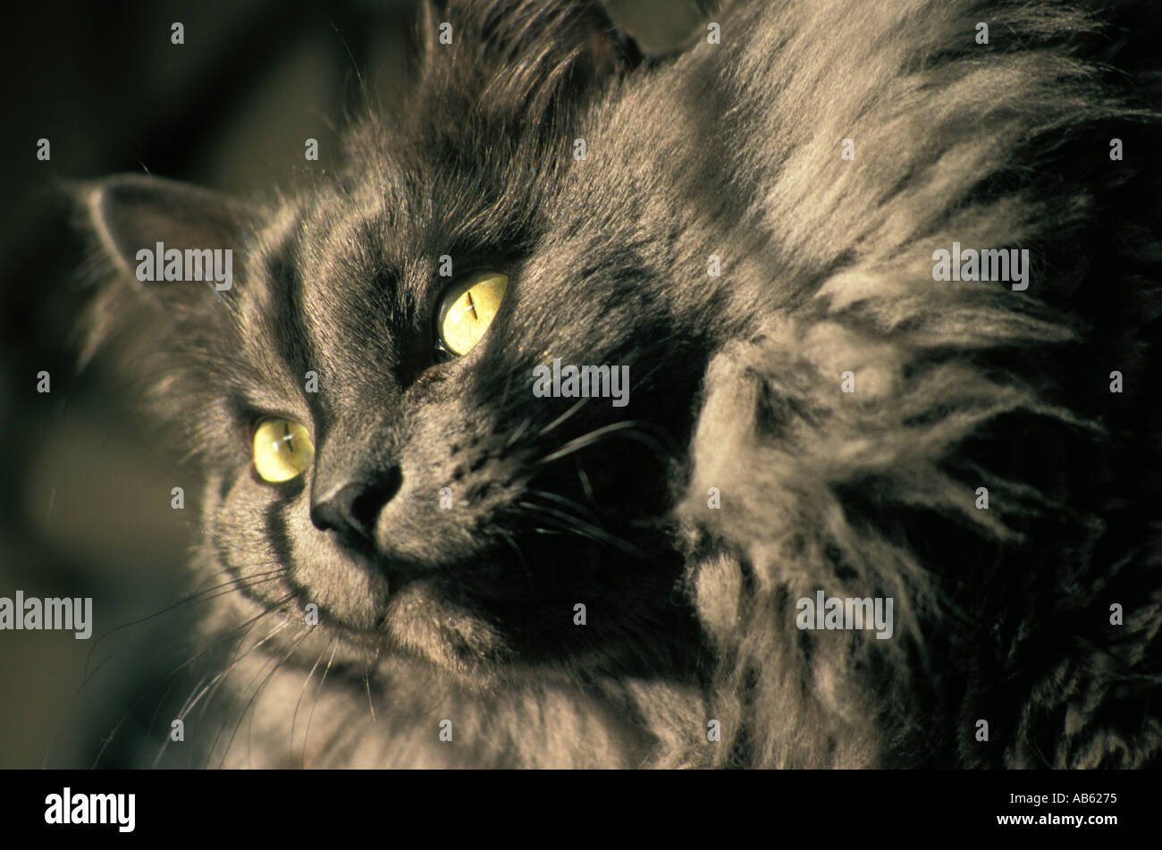 Portrait d'un chat gris à poils longs avec des yeux jaune couché au soleil  Photo Stock - Alamy